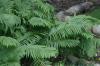 <img100*0:stuff/z/169023/Ferns.2/i1278793935_17.jpg>