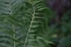 <img100*0:stuff/z/169023/Ferns.2/i1278793935_18.jpg>