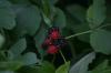 <img100*0:stuff/z/169023/Ferns.2/i1278793935_19.jpg>