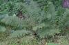 <img100*0:stuff/z/169023/Ferns.2/i1278793935_2.jpg>