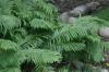 <img100*0:stuff/z/169023/Ferns.2/i1278793935_20.jpg>