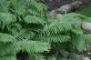 <img100*0:stuff/z/169023/Ferns.2/i1278793935_23.jpg>