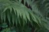 <img100*0:stuff/z/169023/Ferns.2/i1278793935_24.jpg>