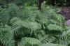 <img100*0:stuff/z/169023/Ferns.2/i1278793935_26.jpg>
