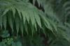 <img100*0:stuff/z/169023/Ferns.2/i1278793935_27.jpg>