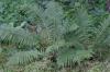 <img100*0:stuff/z/169023/Ferns.2/i1278793935_29.jpg>