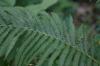 <img100*0:stuff/z/169023/Ferns.2/i1278793935_3.jpg>