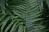 <img100*0:stuff/z/169023/Ferns.2/i1278793935_4.jpg>