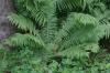 <img100*0:stuff/z/169023/Ferns.2/i1278793935_5.jpg>