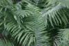 <img100*0:stuff/z/169023/Ferns.2/i1278793935_7.jpg>