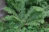 <img100*0:stuff/z/169023/Ferns.2/i1278793935_8.jpg>