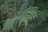 <img100*0:stuff/z/169023/Ferns.2/i1278793935_9.jpg>
