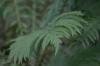 <img100*0:stuff/z/169023/Ferns.2/i1278793936_31.jpg>