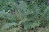 <img100*0:stuff/z/169023/Ferns.2/i1278793936_32.jpg>
