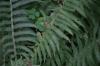 <img100*0:stuff/z/169023/Ferns.2/i1278793936_33.jpg>