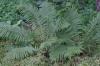 <img100*0:stuff/z/169023/Ferns.2/i1278793936_35.jpg>