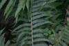 <img100*0:stuff/z/169023/Ferns.2/i1278793936_36.jpg>