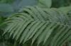 <img100*0:stuff/z/169023/Ferns.2/i1278793936_38.jpg>