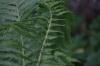 <img100*0:stuff/z/169023/Ferns.2/i1278793936_39.jpg>