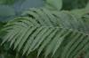 <img100*0:stuff/z/169023/Ferns.2/i1278793936_41.jpg>