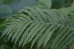 <img:stuff/z/169023/Ferns.2/i1278793936_41.jpg?y=100>