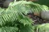 <img100*0:stuff/z/169023/Ferns/i1278793347_1.jpg>