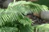 <img100*0:stuff/z/169023/Ferns/i1278793347_2.jpg>