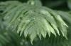 <img100*0:stuff/z/169023/Ferns/i1278793347_3.jpg>