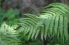 <img100*0:stuff/z/169023/Ferns/i1278793347_4.jpg>