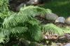 <img100*0:stuff/z/169023/Ferns/i1278793347_5.jpg>