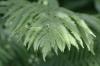 <img100*0:stuff/z/169023/Ferns/i1278793347_6.jpg>