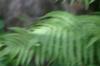 <img100*0:stuff/z/169023/Ferns/i1278793348_10.jpg>