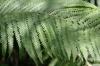 <img100*0:stuff/z/169023/Ferns/i1278793348_12.jpg>