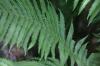 <img100*0:stuff/z/169023/Ferns/i1278793348_13.jpg>