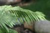 <img100*0:stuff/z/169023/Ferns/i1278793348_14.jpg>