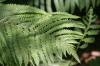 <img100*0:stuff/z/169023/Ferns/i1278793348_15.jpg>