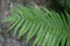 <img100*0:stuff/z/169023/Ferns/i1278793348_16.jpg>