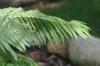 <img100*0:stuff/z/169023/Ferns/i1278793348_17.jpg>