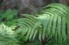 <img100*0:stuff/z/169023/Ferns/i1278793348_7.jpg>