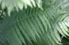 <img100*0:stuff/z/169023/Ferns/i1278793348_9.jpg>