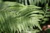 <img100*0:stuff/z/169023/Ferns/i1278793349_18.jpg>