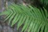 <img100*0:stuff/z/169023/Ferns/i1278793349_19.jpg>