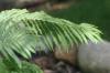 <img100*0:stuff/z/169023/Ferns/i1278793349_20.jpg>