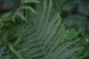<img100*0:stuff/z/169023/Ferns/i1278793349_22.jpg>