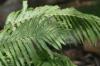<img100*0:stuff/z/169023/Ferns/i1278793349_23.jpg>