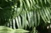 <img100*0:stuff/z/169023/Ferns/i1278793349_24.jpg>