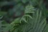 <img100*0:stuff/z/169023/Ferns/i1278793349_25.jpg>