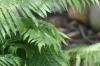 <img100*0:stuff/z/169023/Ferns/i1278793349_26.jpg>