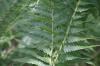 <img100*0:stuff/z/169023/Ferns/i1278793349_27.jpg>