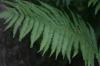 <img100*0:stuff/z/169023/Ferns/i1278793349_28.jpg>